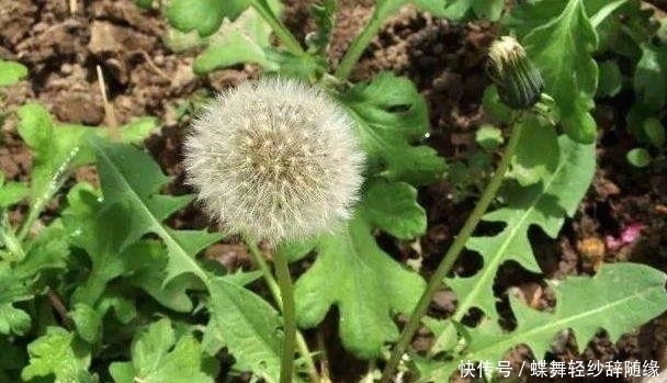 蒲公英|农村这个野草,人称它为蒲公英,还是珍贵的野菜