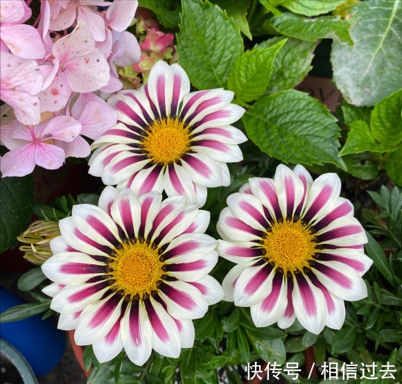 铁线莲|4种“漂亮花”，最好买小苗，2个月就开爆，比买大苗划算多啦