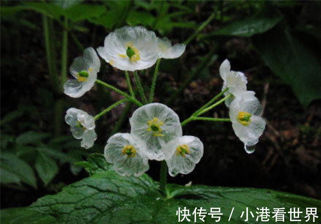 荷叶|世界上最纯洁的花，花瓣透明如水晶，每当下雨就会“变脸”