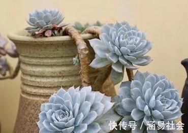 黑法师|3种多肉,天热少浇水,养护成“老桩”,欣赏价值高