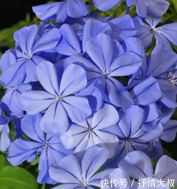 5块钱买棵蓝雪花,用大盆养,喂鸡粪肥,夏天开出2平方的花