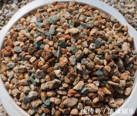 花盆|多肉变老桩,选盆不能凑合,用大盆效果差,教你不用颗粒土养好