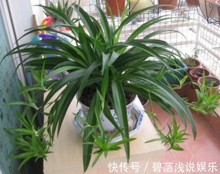 吊兰吊兰|人养花，花也养人，3种花养家里，专吸甲醛、二手烟，懒人最爱