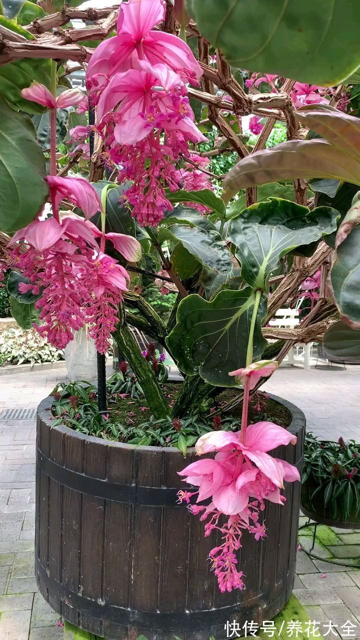 宝莲灯|6种“昂贵花”,工薪族一般都舍不得买,只能刷刷图片解馋