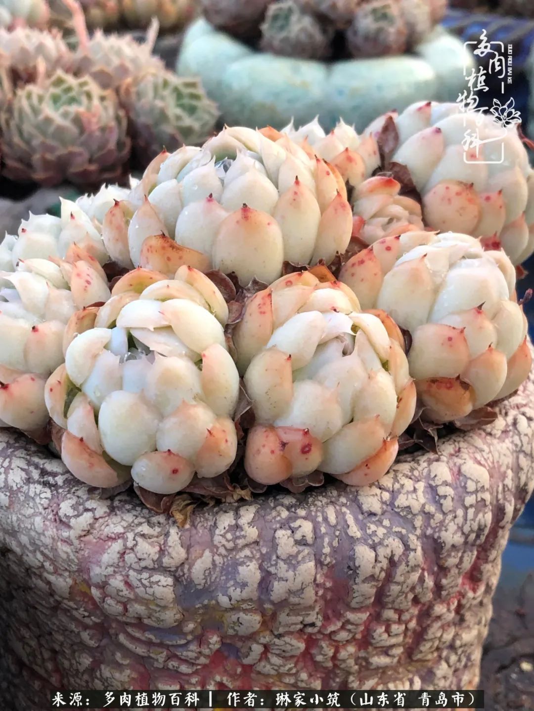 多肉|有史以来最厉害的一场寒潮，治好了我养多肉这些年的“坏毛病”