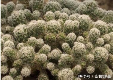 蹭蹭|养多肉不会浇水 学会正确的浇水方法, 让你的多肉蹭蹭长爆盆!