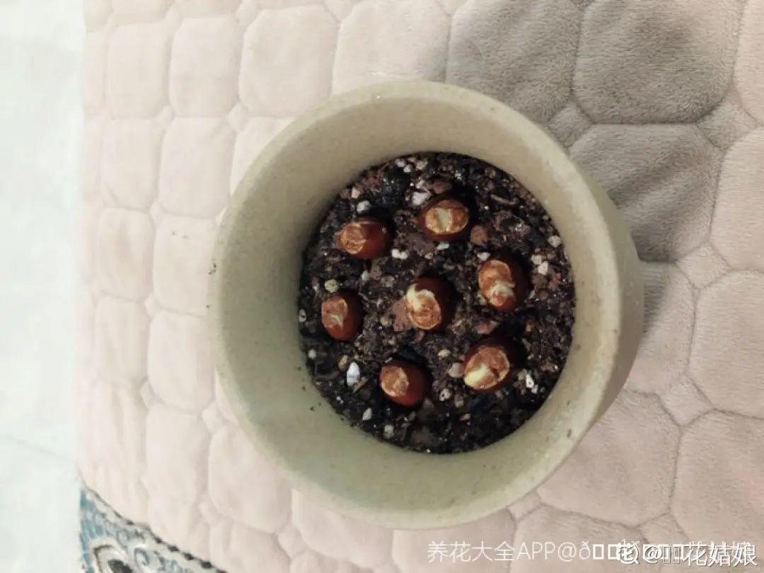 玉米棒子插盆里,7天冒出小森林,比绿萝吊兰好看