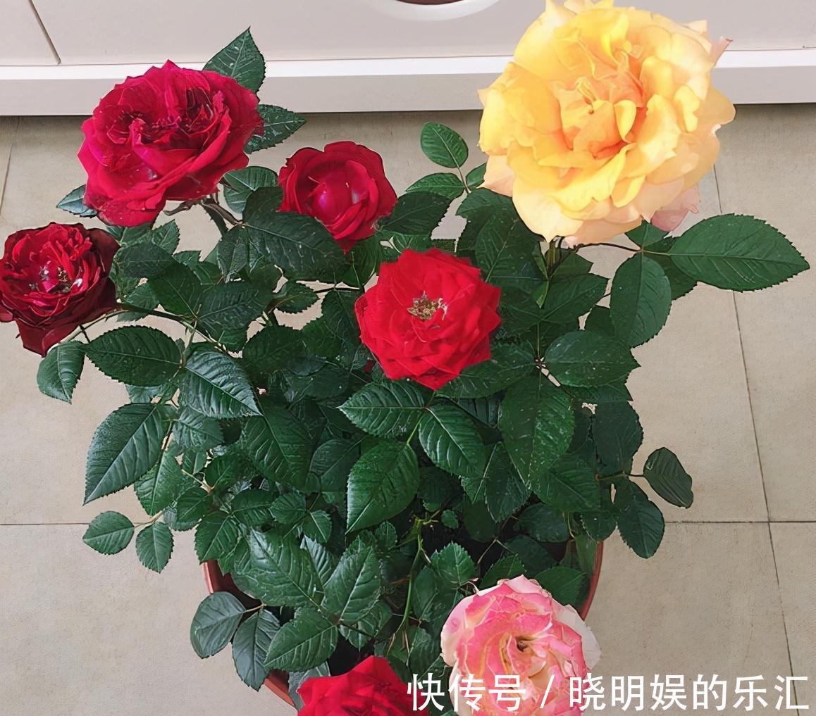 农历九月十八霜降后，养什么花？家里养3种花，金玉满堂多子多福