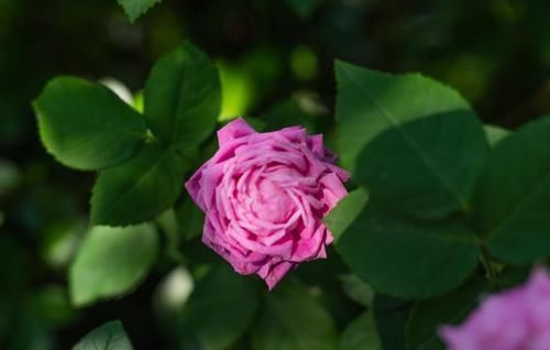 养花|捡拾2种树皮回来养花,花盆里埋1点,不烂根、不黄叶,长的旺