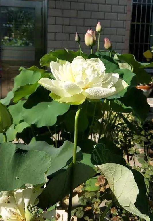 33种花，33首歌，太美了！