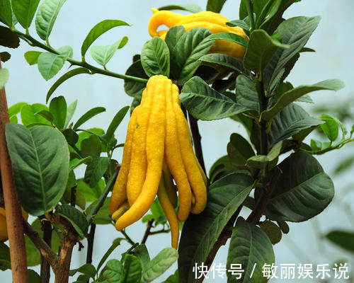 五树六花|老花农都爱养的四大辟邪花卉,养一盆避邪镇宅,你家养了没?