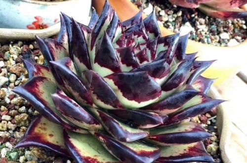 多肉中的“铁血硬汉”，养出状态真霸气，养护简单，新手也会养