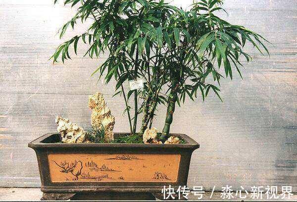 仙人掌|这2种花长得丑,有的人看不上,现在知道它们的寓意,纷纷往家搬