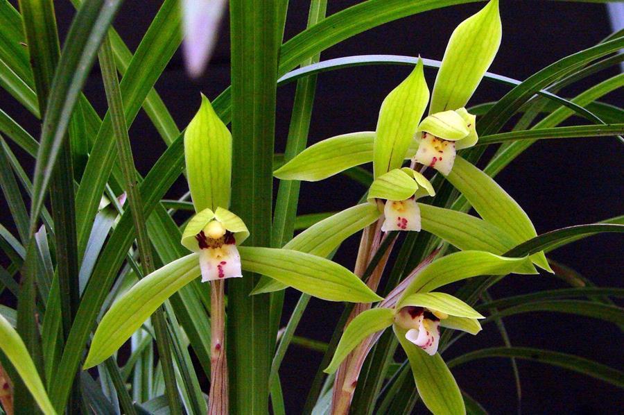 浇水|兰花浇水要区别对待,保证水质好的同时还要根据季节调整浇水量