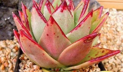 铺面石|多肉下面长的小侧芽,在土里能长出来吗?