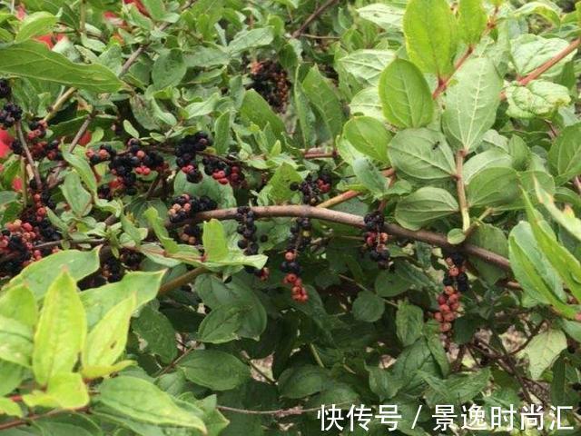 乌头|门口的果子像“龙葵”，赶紧要拔掉、千万别吃，会中毒