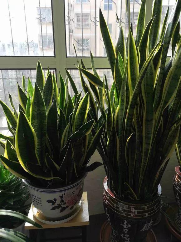 仙人掌|6种花,冬天必须“虐着养”,多浇水多施肥,就是帮倒忙!