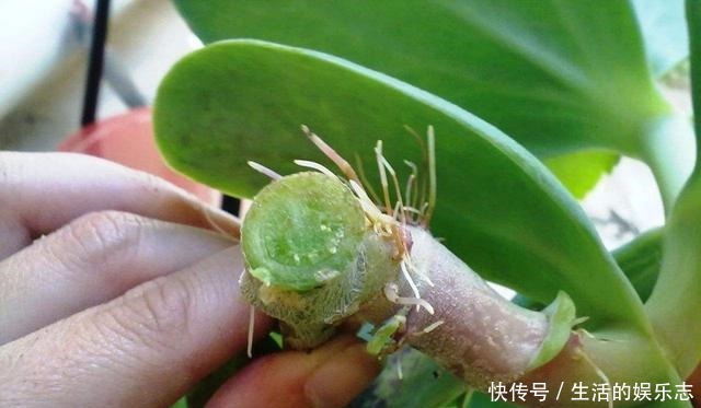 春天不用买盆栽,3种花,摘一个枝扦插,长成一大丛,漂亮好繁殖!