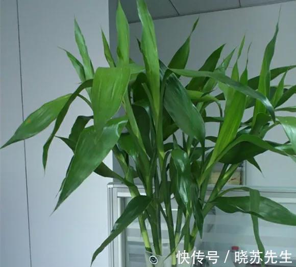 她家的新房成了网红地,不是装修多高档,而是室内盆栽太漂亮