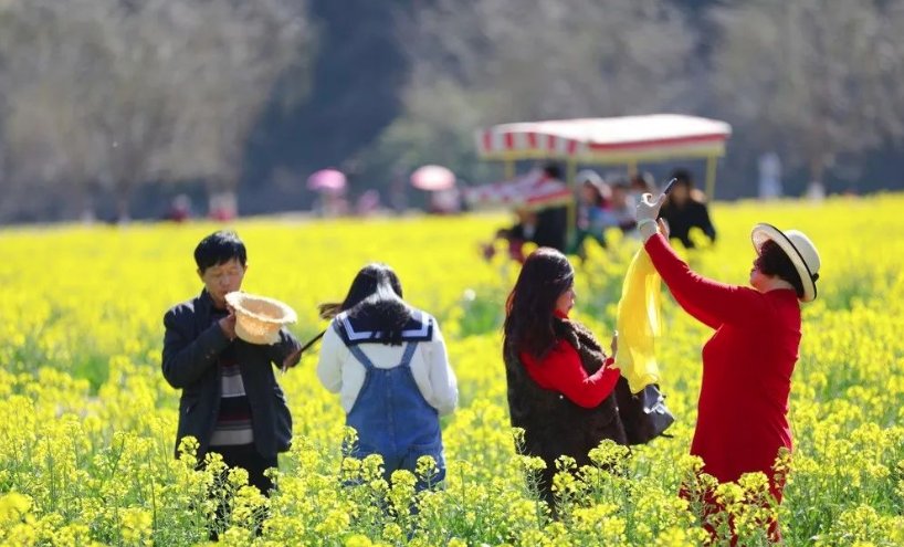 老年|温泉牧羊湖油菜花盛开，牛年第一抹暖色！