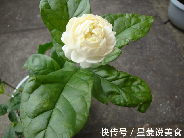 “我国第1香花”,沾土就活,开花249天不枯萎,香飘10层楼