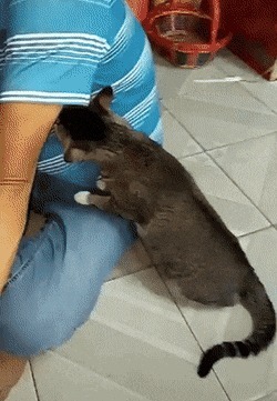 |搞笑GIF二十九期!我当时躲在窗帘后面害怕极了