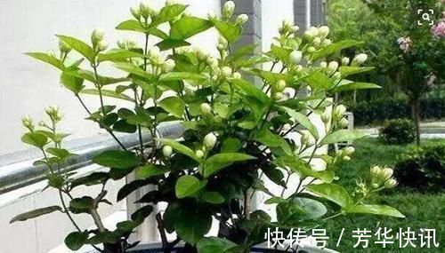 阳台|阳台再小，也要养4种花，不仅好养活，而且四季有花赏