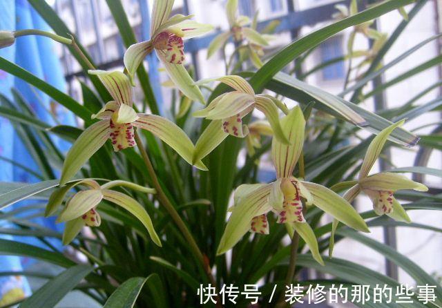 曾卖出天价的兰花,四季兰铭品,今价格亲民,发芽率高,便宜好养