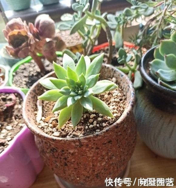 养多肉,用盆就讲究,还别不信,露养用大盆,室内养用小盆