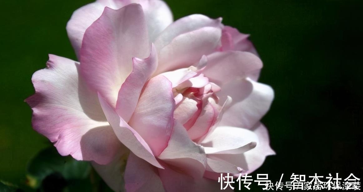 20款紫色月季品种。浓香、抗病非常好养，天然紫色唯美盛开