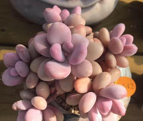 丰满|多肉界里,美人如云,个个丰满剔透,你认识几个美人