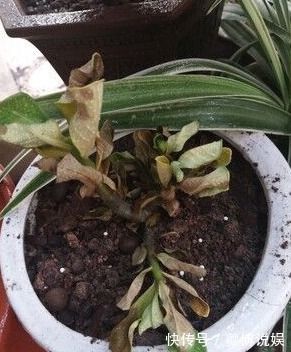 新手沙漠玫瑰叶子发黄掉叶是怎么回事