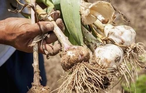 饮食习惯|大蒜是高血脂的发物？医生：若想血脂平稳，4种食物劝你少吃