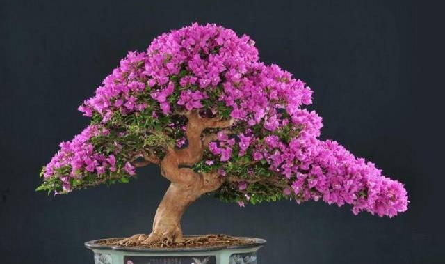 盆景|三角梅养成盆景又美又飒，爬成花墙热情浪漫，爆花成球秘诀在这