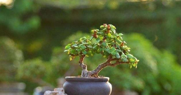 想养盆景就选“它”,一根“小枝条”,变成大“盆景”,只需一年