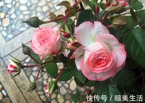 几个萌萌哒月季品种,看一眼就心情大好,简直可爱到爆!