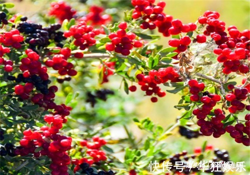 甘油酸|聪明人爱吃3种食物,补血润肤,清热排毒,消除疲劳,延缓衰老