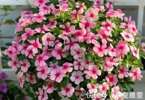 肥料|4种花很耐养,沾土就能活,一养就上瘾,抓紧养一盆