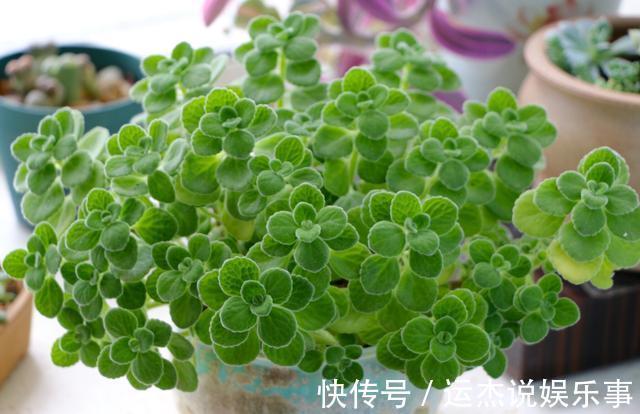 公认的“六种健康花”，建议至少养一盆，好看好吃，有些还喷香