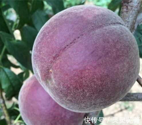 空地|家里有空地的，此树种上两棵，果肉甜美，抗旱耐冻易打理！