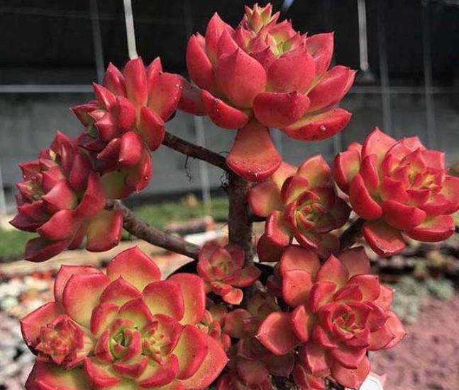 养多肉常见的3个误区,大部分花友都中招了,难怪肉肉养不胖