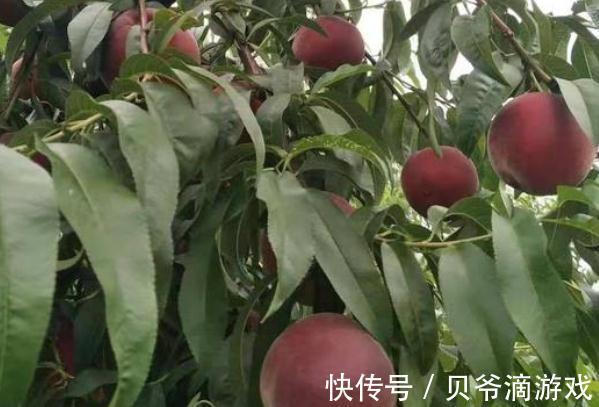 四川发现一个大叔种的果树!果肉鲜甜多汁,富含花青素