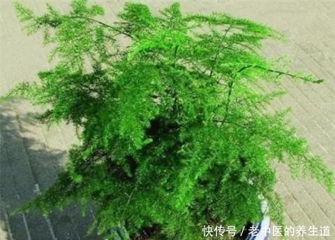 浇水|养好文竹,3个步骤,爆芽不停,郁郁葱葱猛蹿个!