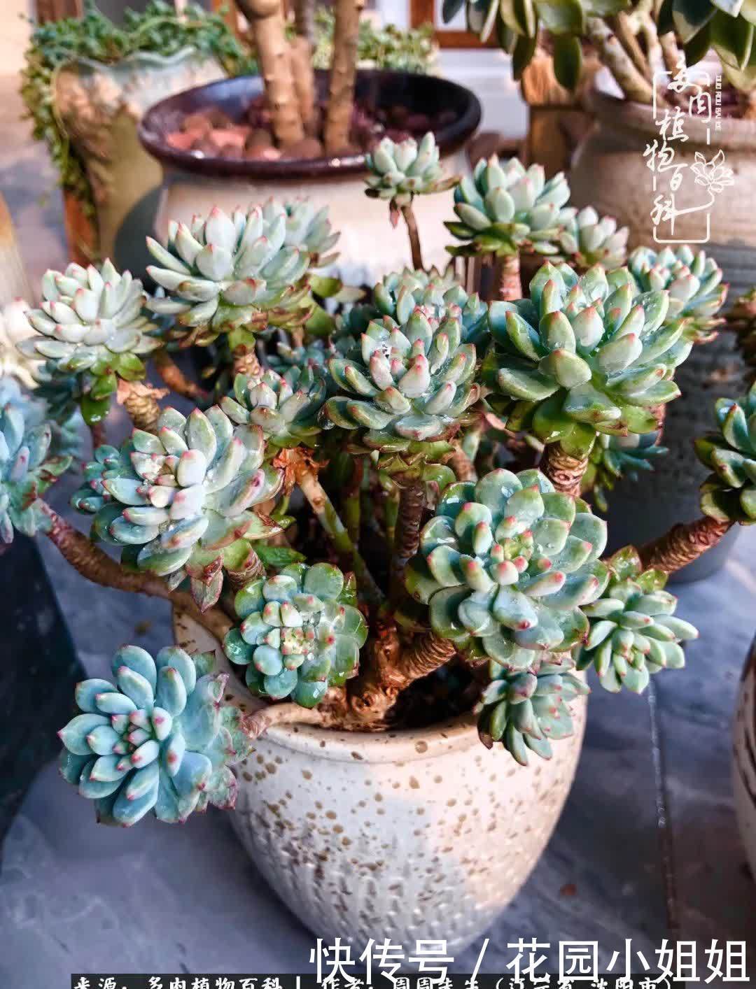 不羡鸳鸯不羡仙,只羡东北来春天!多肉冬去春来!