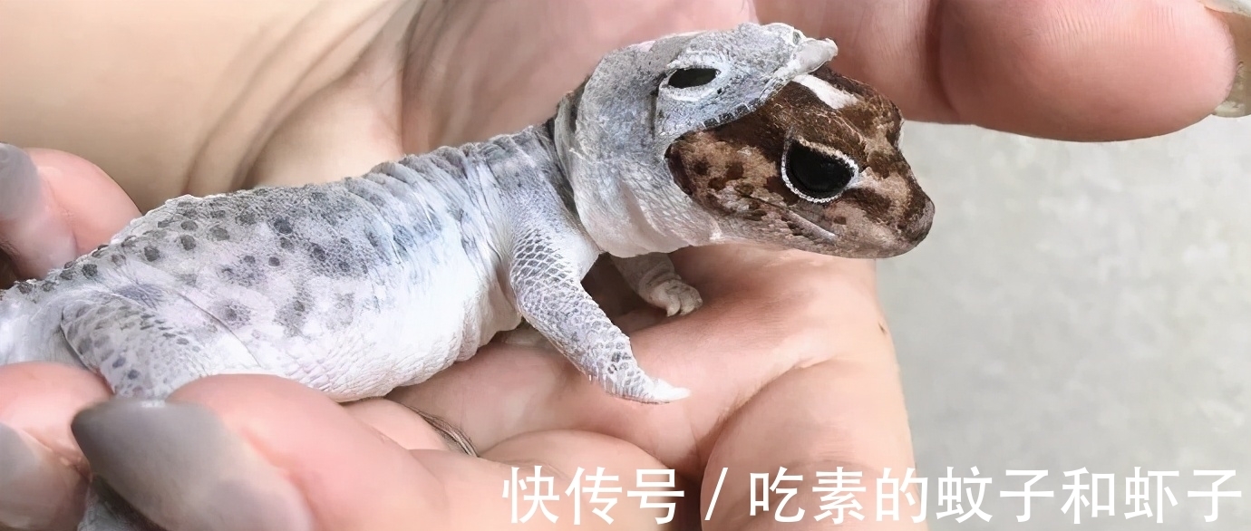 英镑|趣味冷知识分享,快来一起看看吧!