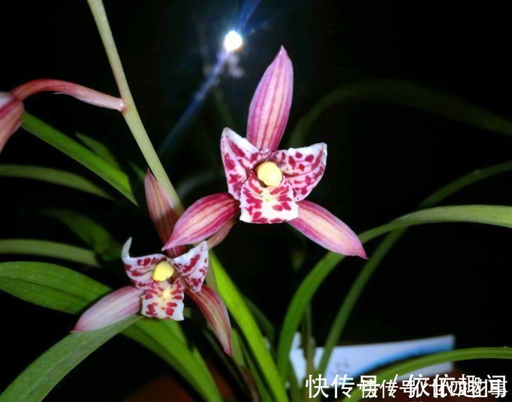 兰花|兰花施肥,掌握1句“口诀”,新芽“蹭蹭”冒,花朵“呼呼”开