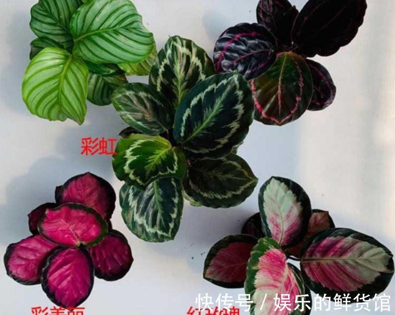 叶子|养什么花净化空气效果更好?盆栽这3款,漂亮好使,格外有格调