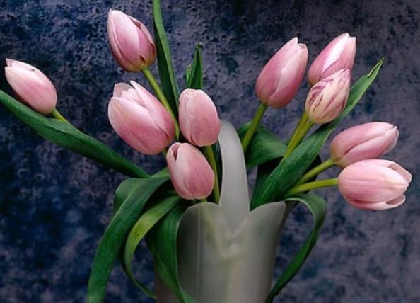 花人|这三种花“疾病花”千万不要放在家里养,懂花人都搬到外面养去了