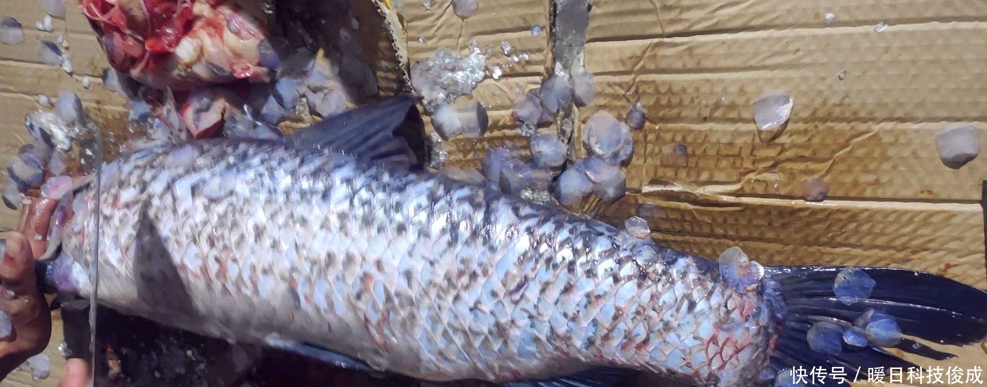 钓鱼|黑坑“偷驴”!无锡钓友150元钓了11条青鱼,鱼塘老板心态崩了