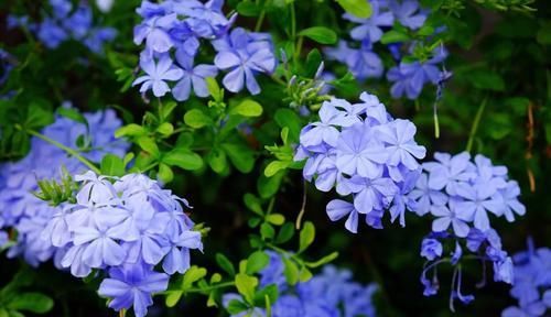  雪花|养护几个月的蓝雪花盆栽看到花苞了就是还不开花怎么回事